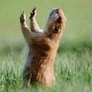 Meet your Posher, Maggie